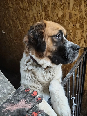 pui saint bernard - imagine 4