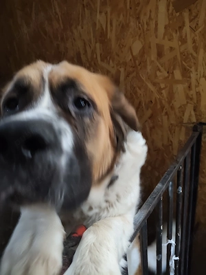 pui saint bernard - imagine 3