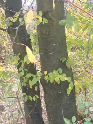 Vand cires gros verde si nuc verde,stejari  - copac