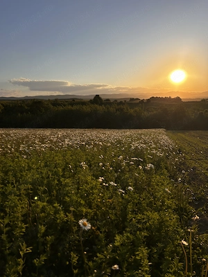 Vand teren in Ilisesti - imagine 3
