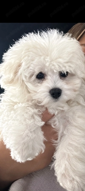 Catelusa Bichon Maltez ,talie mica. - imagine 4