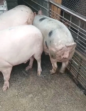 Vând porc de casa