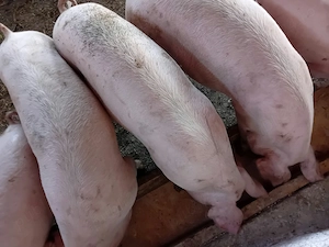 Porci de vanzare - imagine 3