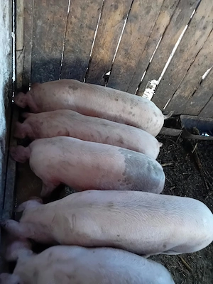 Porci de vanzare - imagine 2