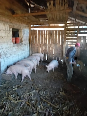 Porci de vanzare