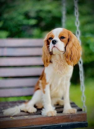 Cavalier King Charles Spaniel 