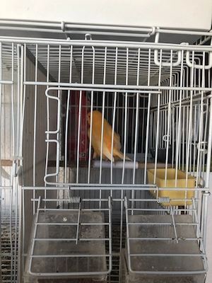 Schimb pasari cu alte pasari 