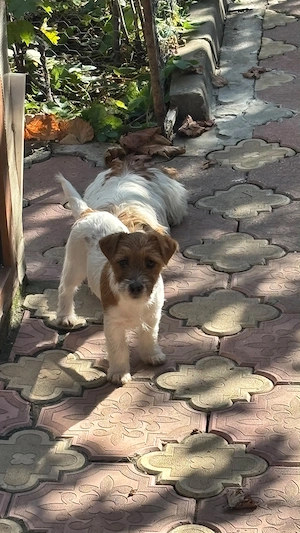 Jack Russel terrier din părinți cu pedigree  - imagine 2