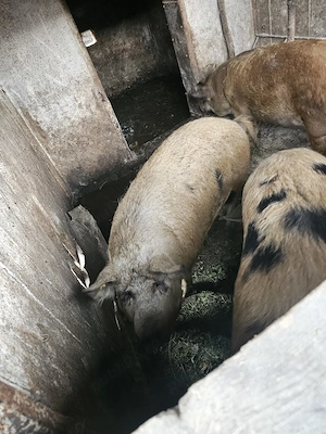 Porci de vânzare, 17 lei  kg - imagine 4