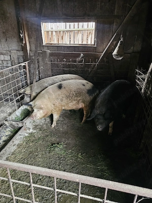 Porci de vânzare, 17 lei  kg - imagine 3