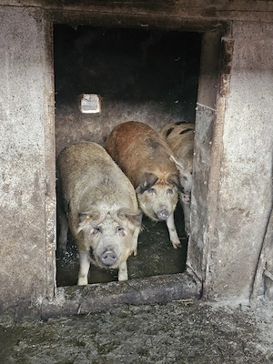 Porci de vânzare, 17 lei  kg