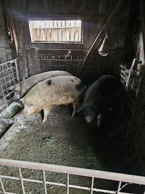 Porci de vânzare, 17 lei  kg - imagine 2