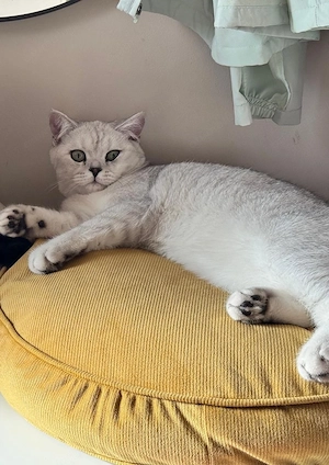 British shorthair silver chinchilla 