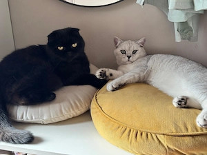 British shorthair silver chinchilla  - imagine 5