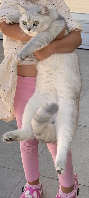 British shorthair silver chinchilla  - imagine 4