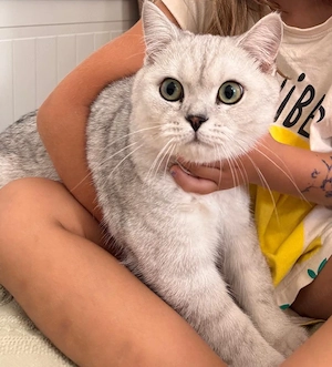 British shorthair silver chinchilla  - imagine 2