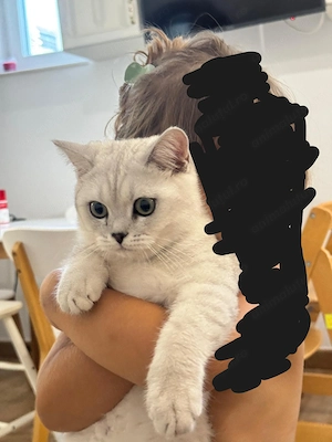 British shorthair silver chinchilla  - imagine 3