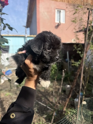  pui de bichon havanez  - imagine 3