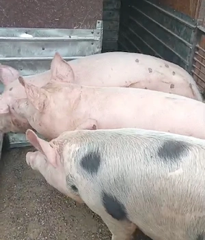 vand porc de casa