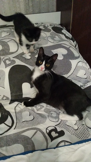 Adopție! Pisici de pe stradă