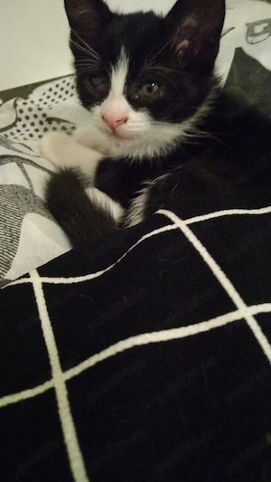 Adopție! Pisici de pe stradă - imagine 2