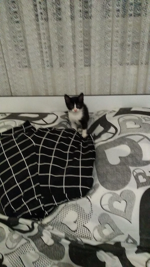 Adopție! Pisici de pe stradă - imagine 3