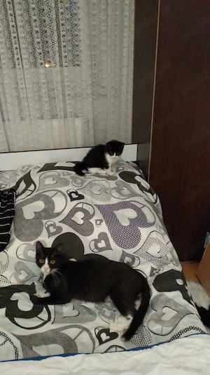 Adopție! Pisici de pe stradă - imagine 4