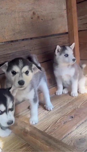 Femelă Husky Siberian   8 săptămâni - ochi caprui - imagine 3