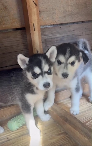 Femelă Husky Siberian   8 săptămâni - ochi caprui - imagine 2