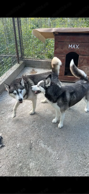 Femelă Husky Siberian   8 săptămâni - ochi caprui - imagine 4