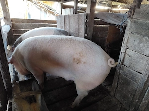 Porci pentru Craciun - imagine 4