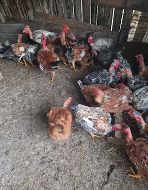 Cocoși de tăiat crescuți bio 