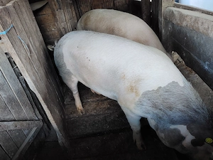 Porci pentru Craciun - imagine 3