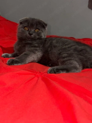 Scottish Fold 