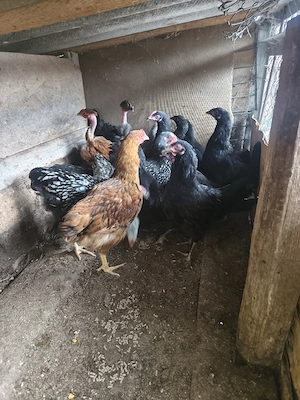 puicuțe Marans și de casă  - imagine 2