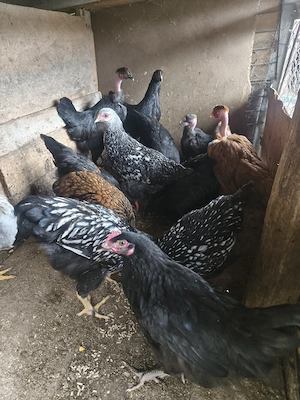 puicuțe Marans și de casă  - imagine 3