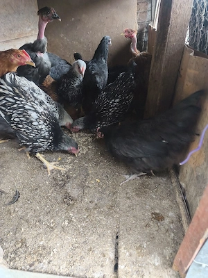 puicuțe Marans și de casă  - imagine 4