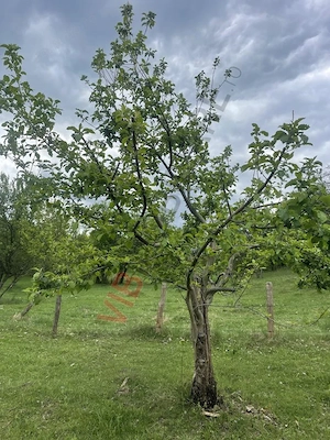 Mihaesti - Sat Draghici, teren intravilan, 7.280 mp - imagine 9