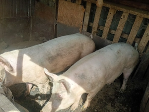 Porci pentru Crăciun  - imagine 3
