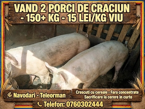 Porci pentru Crăciun 