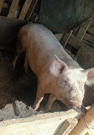 Porci pentru Crăciun  - imagine 2