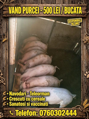 Purcei de vanzare 