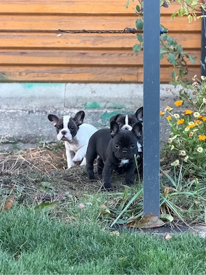 Bulldogi francezi - 7 saptamani - imagine 2