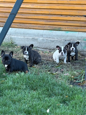 Bulldogi francezi - 7 saptamani - imagine 4