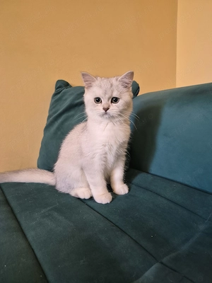 British shorthair chinchilla  - imagine 4