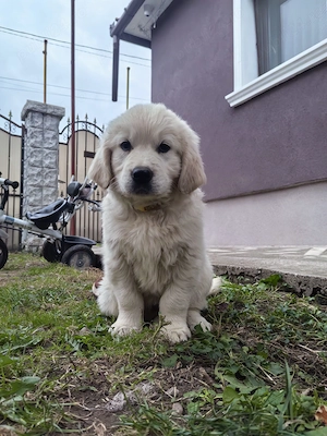 Pui Golden Retriever  - imagine 5