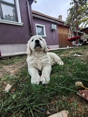 Pui Golden Retriever  - imagine 3