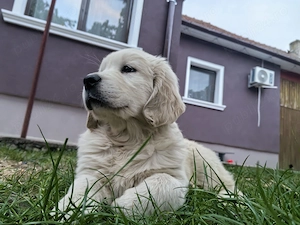 Pui Golden Retriever  - imagine 2