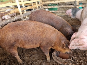 porci  de vanzare  - imagine 2