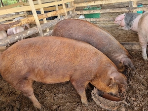porci  de vanzare  - imagine 3